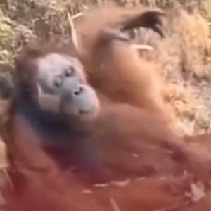Ancaman di Balik Hilangnya Habitat Endemik dan Langka Akibat Karhutla