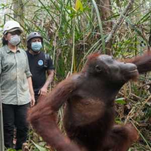 Dua Orangutan Hasil Rescue di Ketapang Kembali ke Hutan