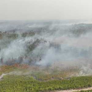 70 Ribu Polisi Hutan demi Mencegah Karhutla