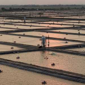 Peluang Kemitraan Produksi Tilapia dan Rumput Laut Mengemuka di IEBF 2026