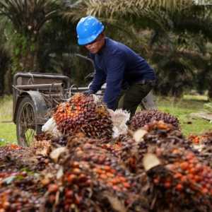 Peringati Hari Tani, PalmCo Dorong Kemandirian KUD Melalui Tata Kelola Sawit Berkelanjutan