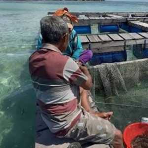 IPB dan Pelni Kembangkan Ekonomi Rakyat Lewat Budi Daya Kerapu