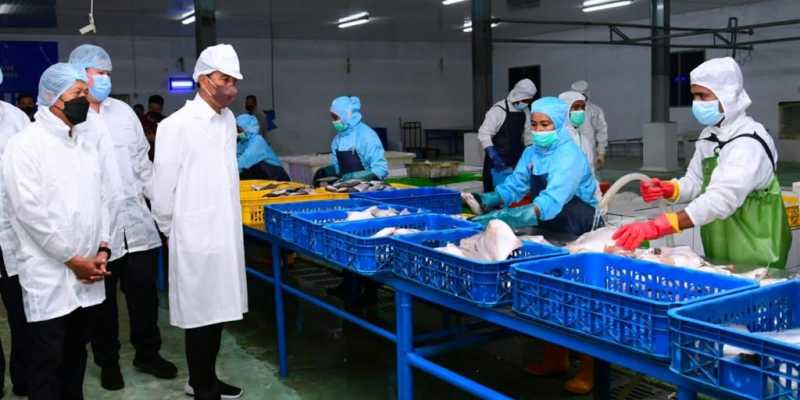 Presiden Joko Widodo meninjau hasil tangkapan ikan di PT Samudera Indo Sejahtera/Ist