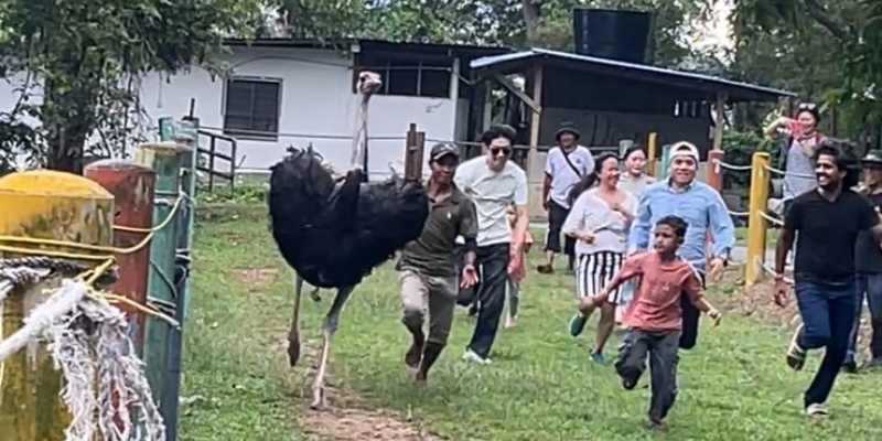 Lomba lari bareng burung unta (Foto: RMOL/Hani Fatunnisa)