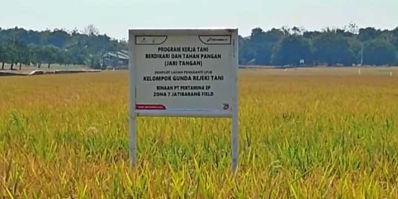 Lahan pertanian binaan PT Pertamina EP Zona 7, Subholding Upstream Regional Jawa di Desa Jatisura, Kecamatan Cikedung, Kabupaten Indramayu, Jawa Barat. (Foto: RMOL)