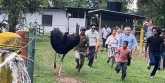 Lomba lari bareng burung unta (Foto: RMOL/Hani Fatunnisa)