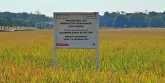 Lahan pertanian binaan PT Pertamina EP Zona 7, Subholding Upstream Regional Jawa di Desa Jatisura, Kecamatan Cikedung, Kabupaten Indramayu, Jawa Barat. (Foto: RMOL)